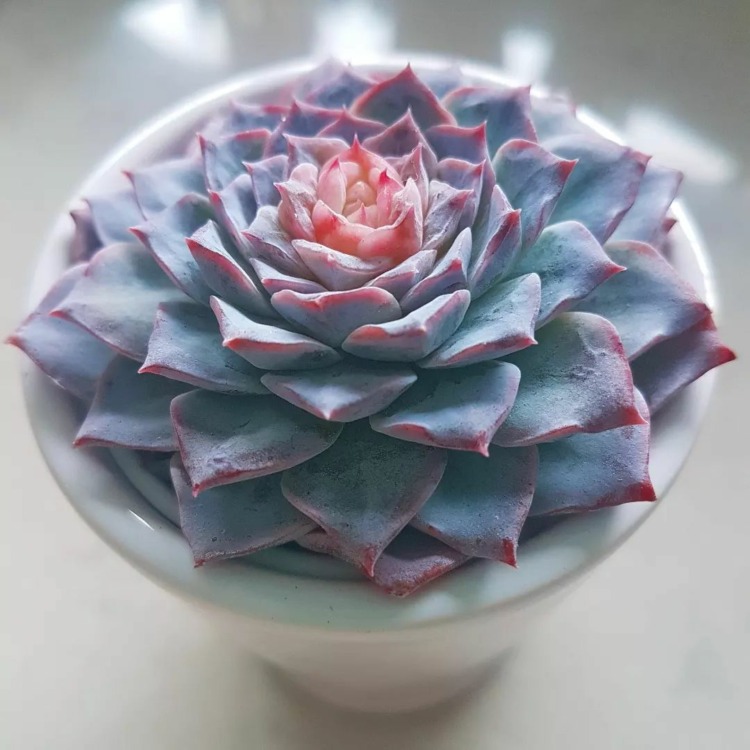 echeveria modal