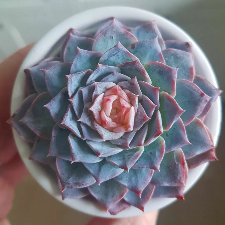 echeveria modal