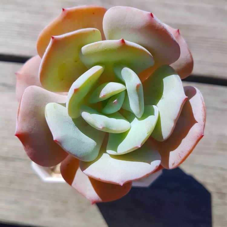 echeveria peach girl