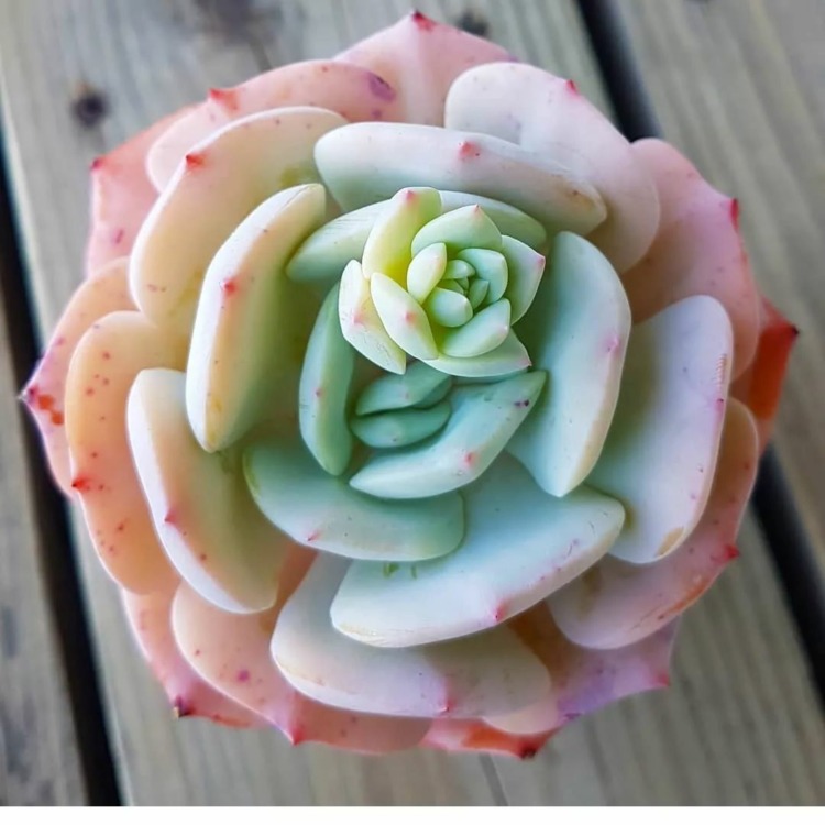 echeveria peach girl