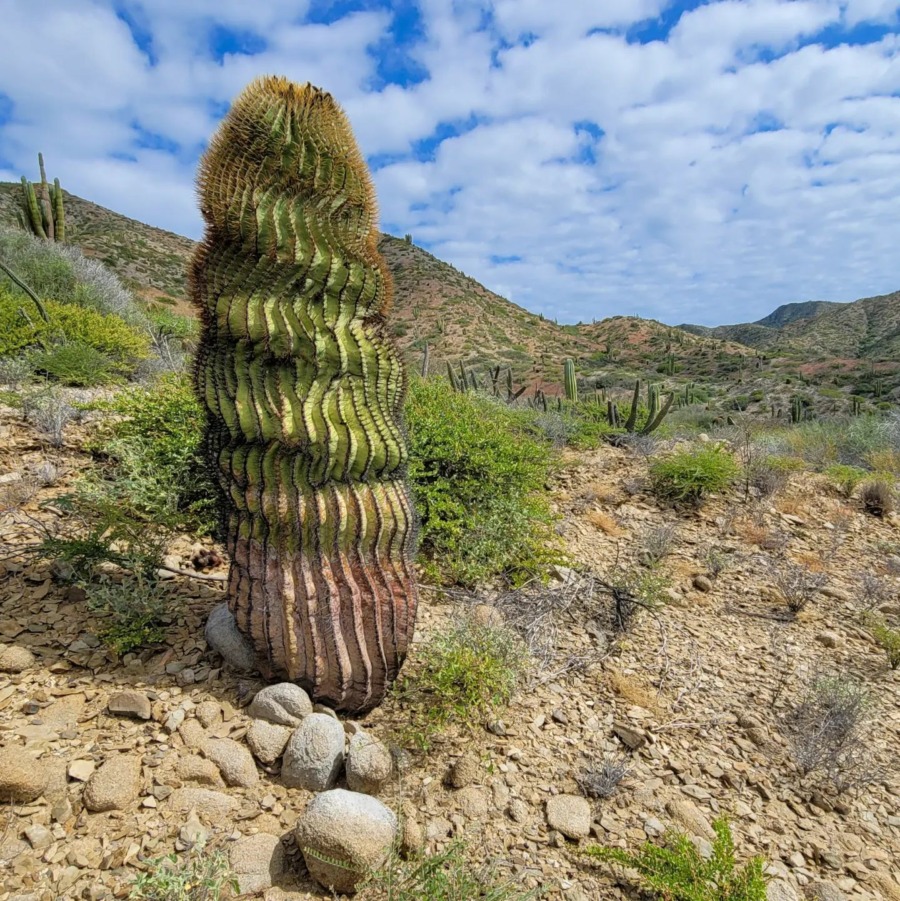 Ferocactus diguetii 紫禁城