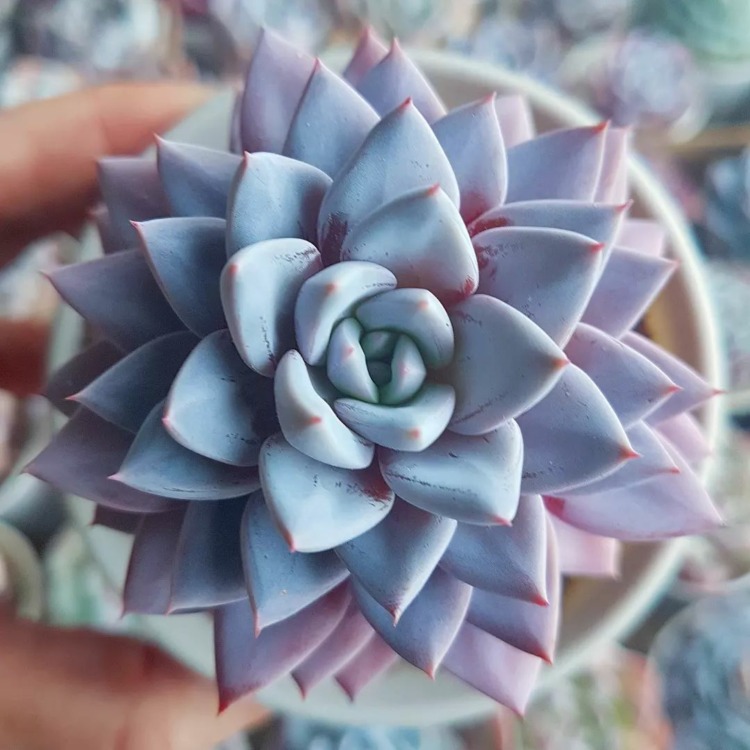 Graptoveria lulu