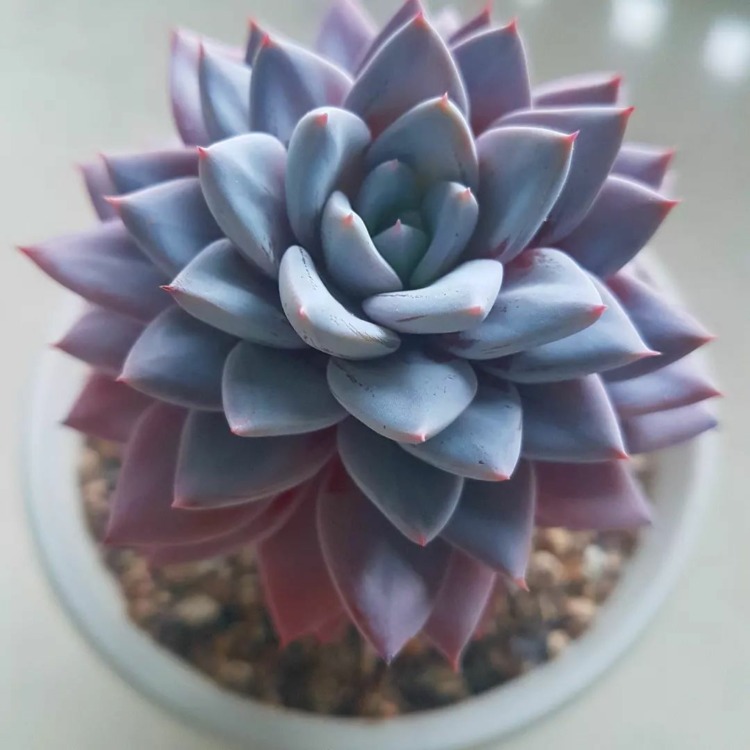 Graptoveria lulu