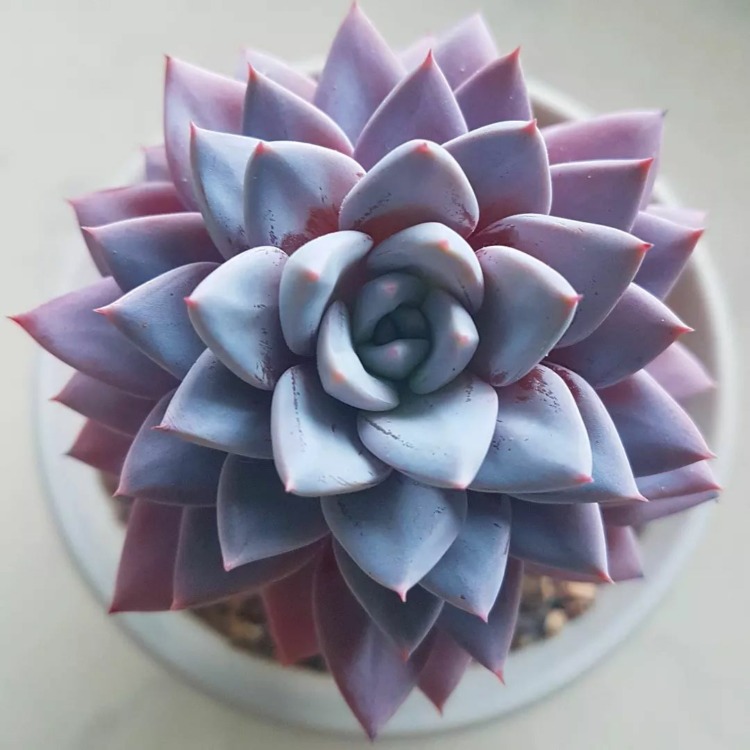 Graptoveria lulu