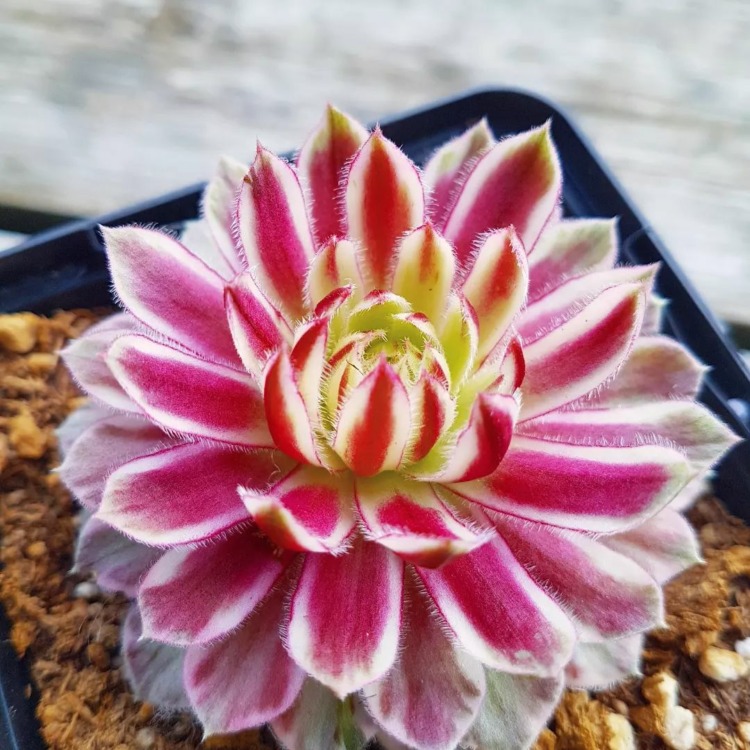 sempervivum lotusblossom