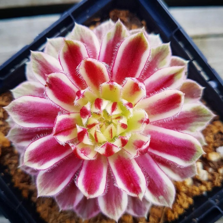 sempervivum lotusblossom