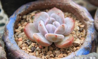 春天新宠儿，芙蓉雪莲上盆记
