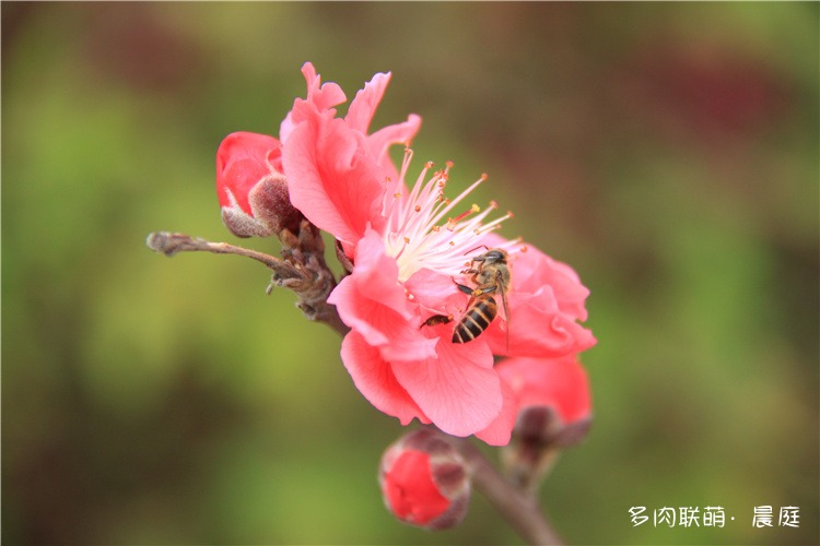 看花