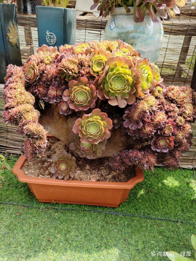 安丘有间花舍多肉花园一赏