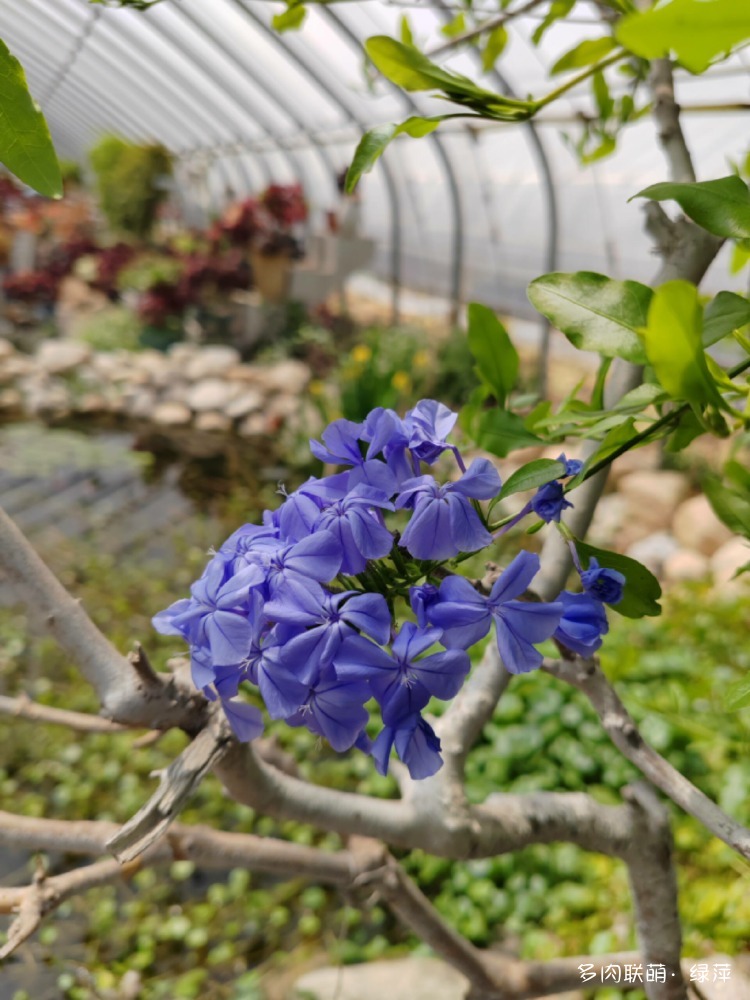 安丘有间花舍多肉花园一赏