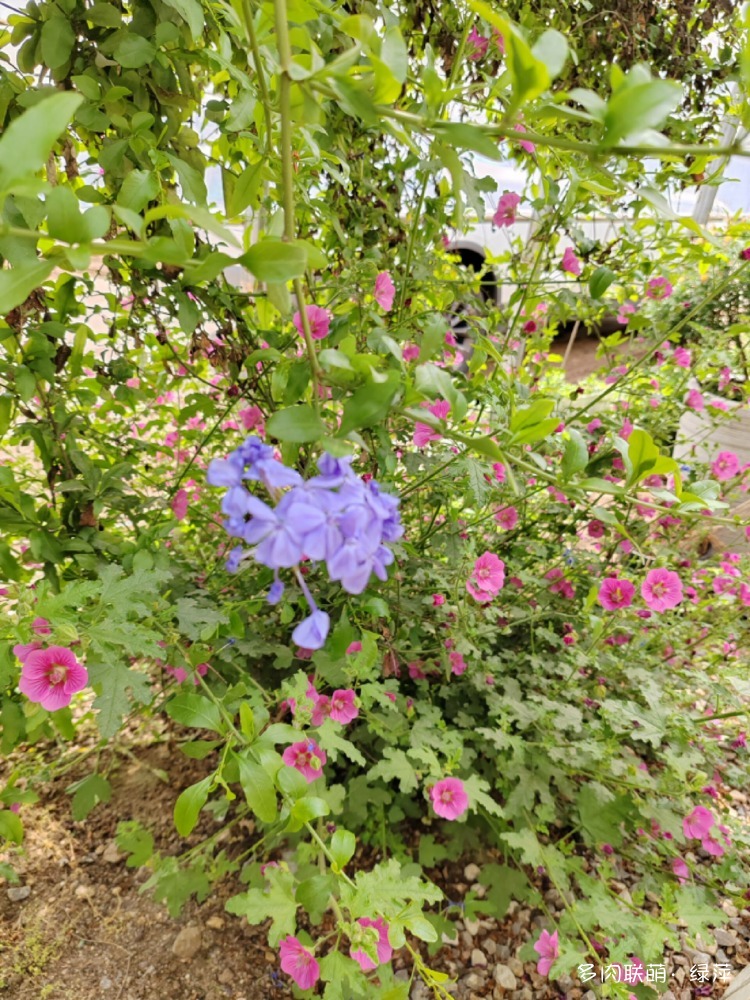 安丘有间花舍多肉花园一赏