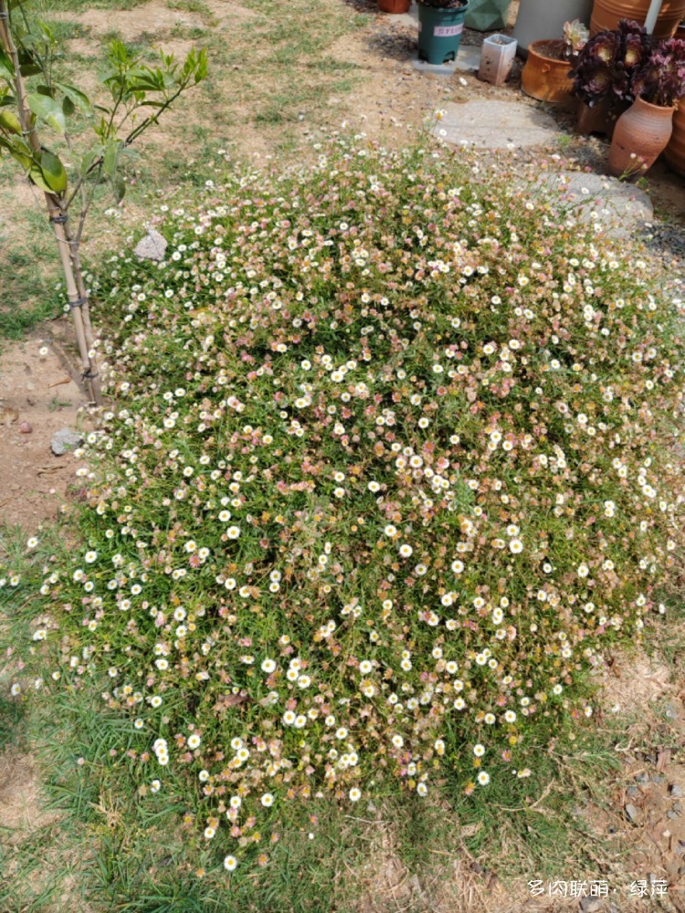 安丘有间花舍多肉花园一赏