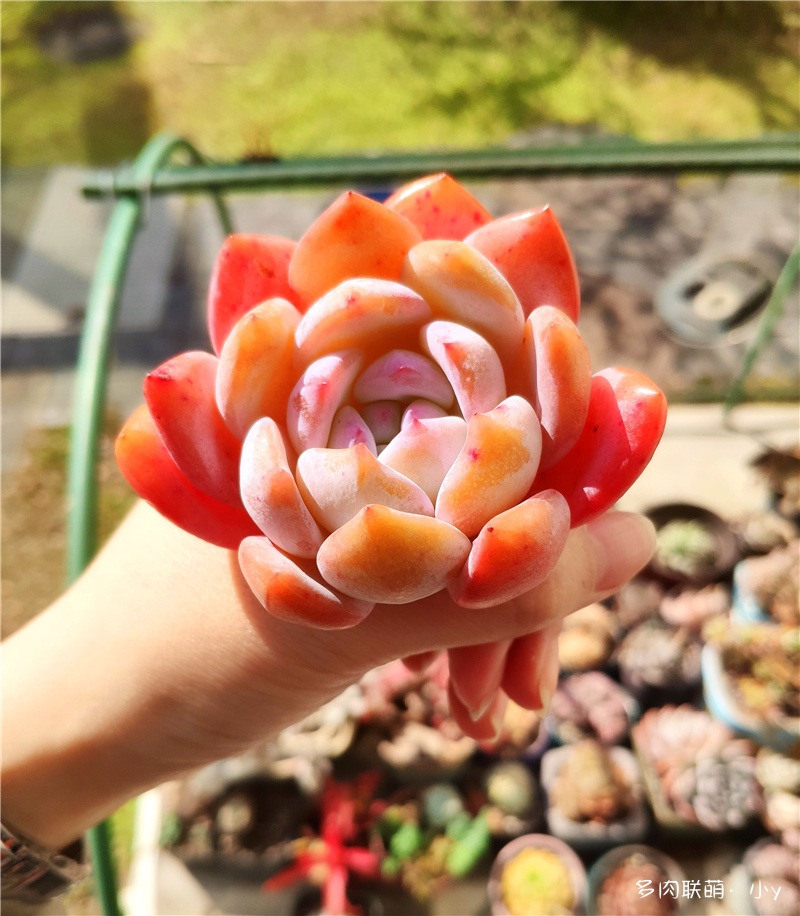 芙蓉雪莲