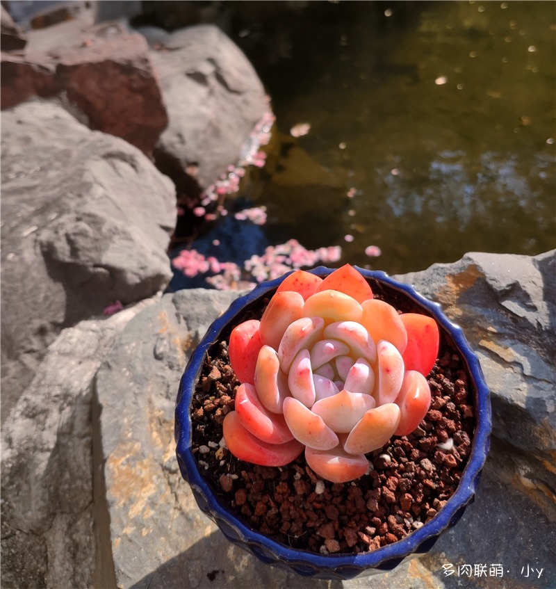 芙蓉雪莲