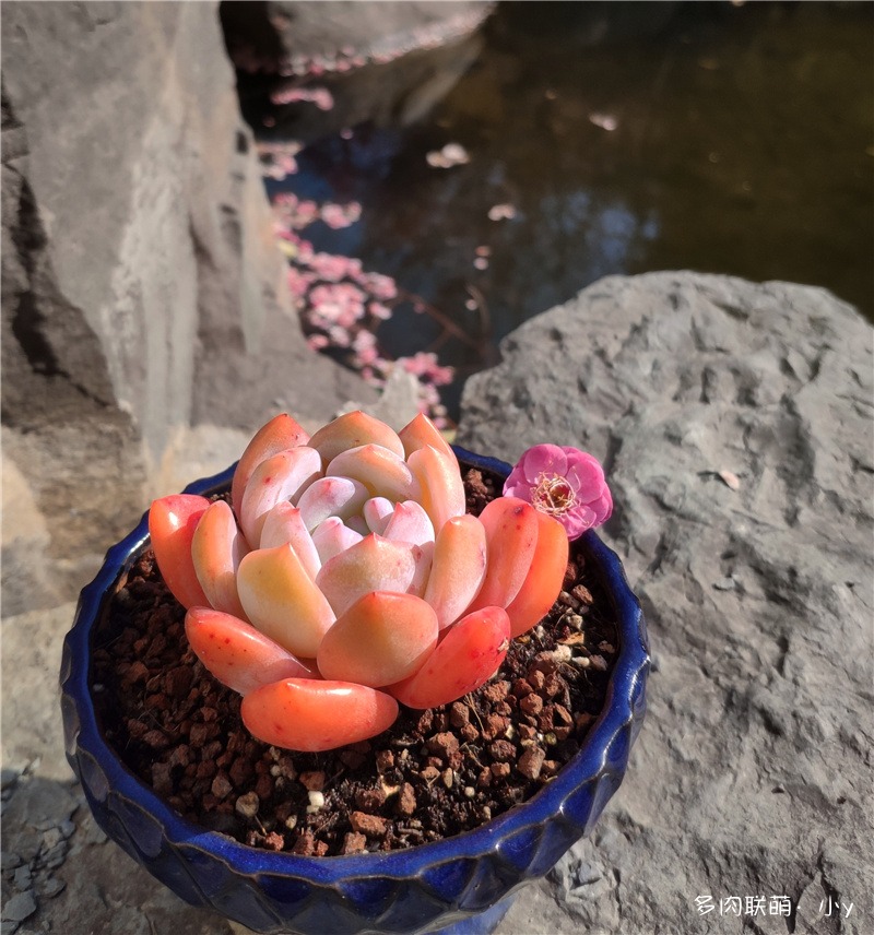 芙蓉雪莲