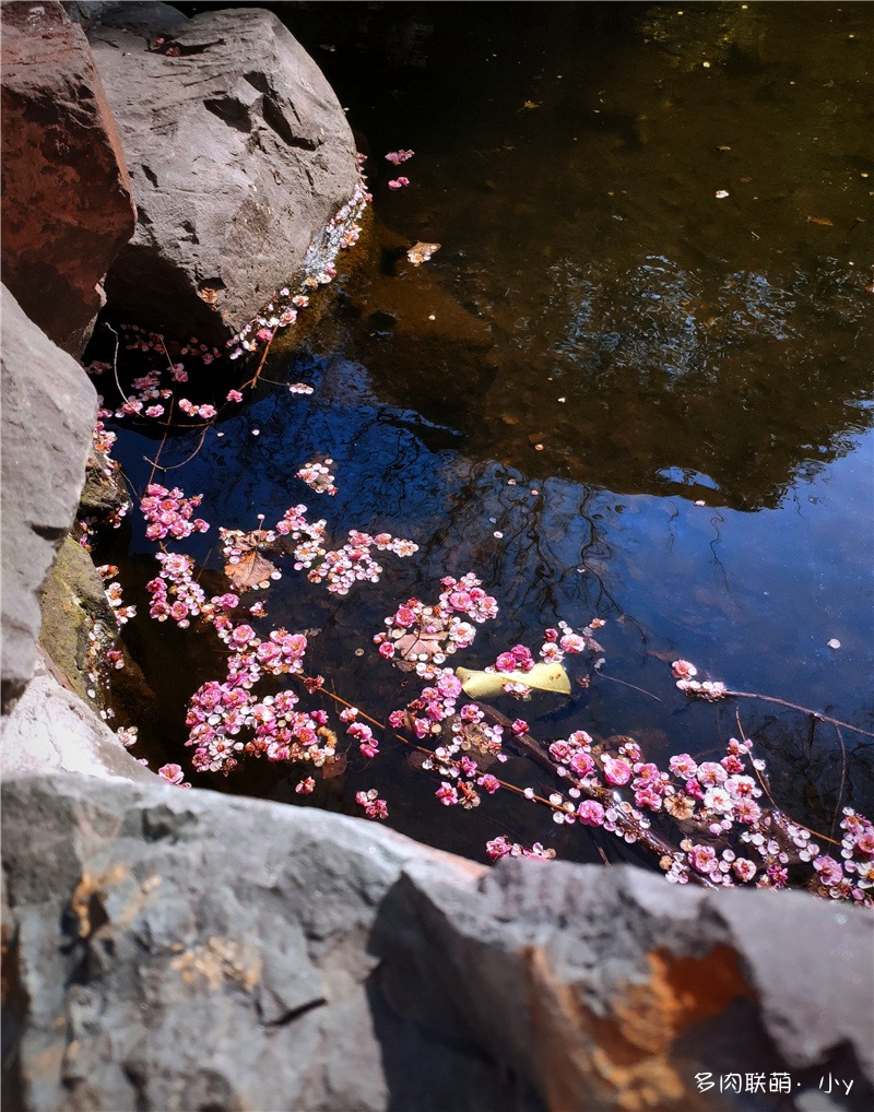 芙蓉雪莲