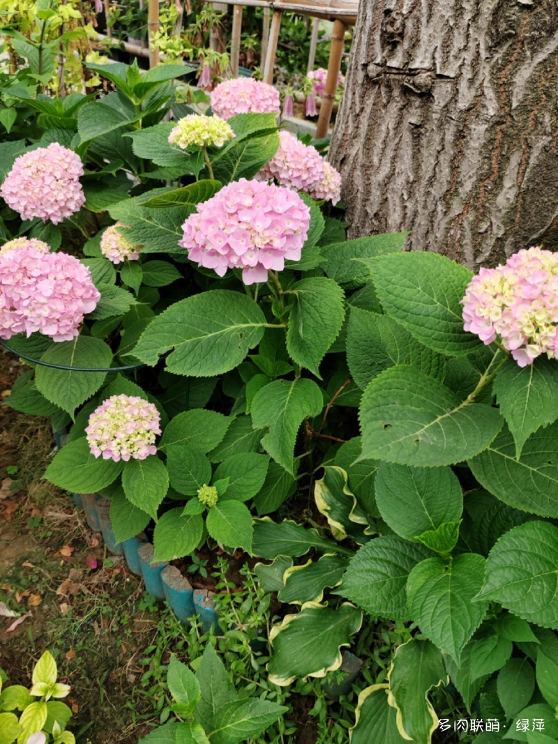 五月的鲜花与多肉