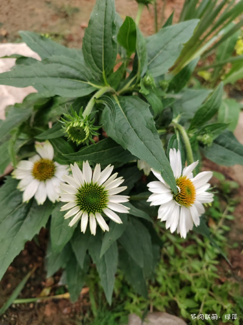 五月的鲜花与多肉