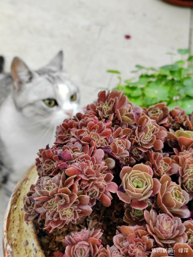 五月的鲜花与多肉