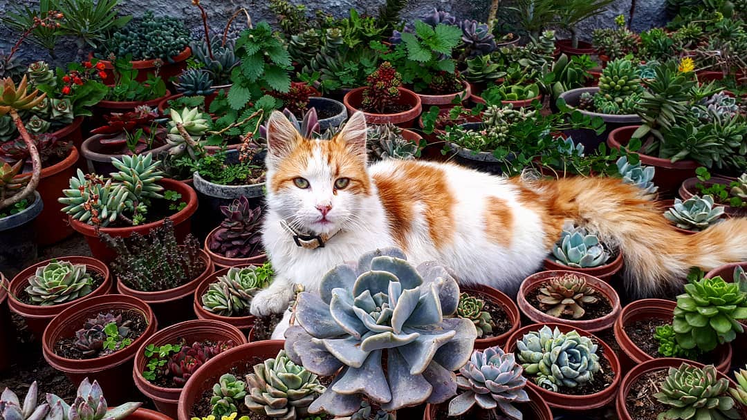 猫与多肉