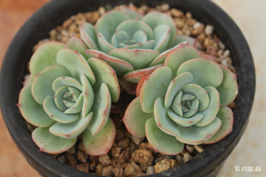 奶油黄桃 Echeveria 'Atlantis'