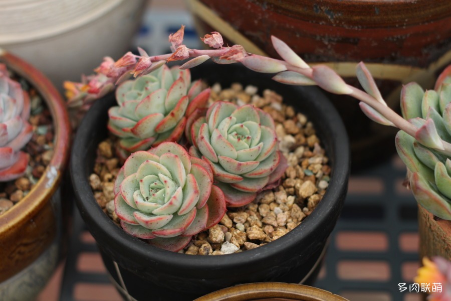 奶油黄桃 Echeveria 'Atlantis'