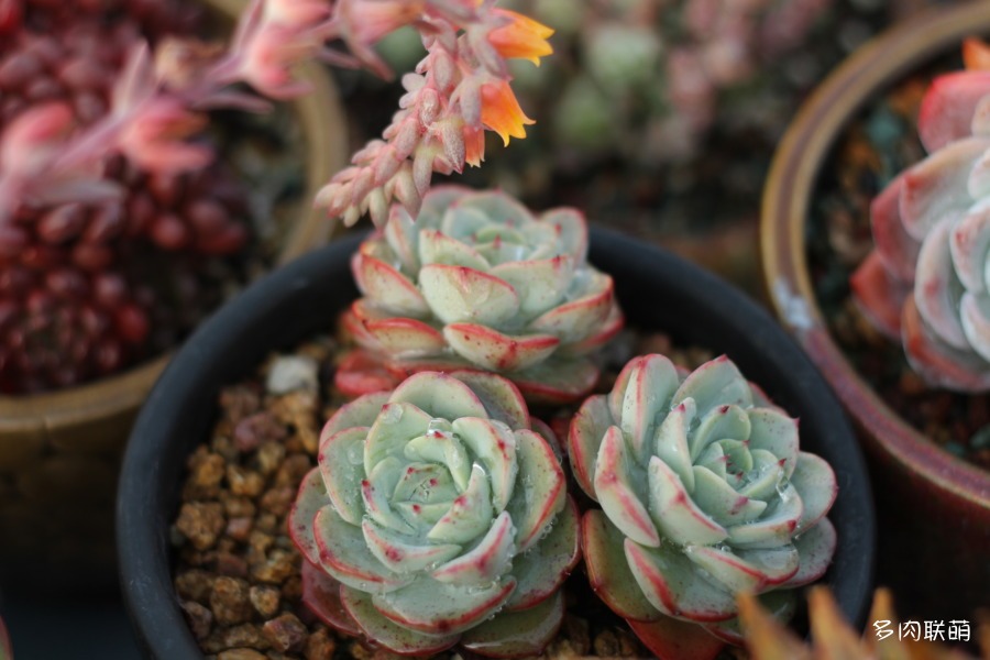 奶油黄桃 Echeveria 'Atlantis'