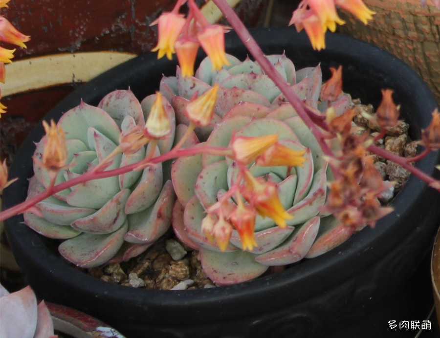 奶油黄桃 Echeveria 'Atlantis'