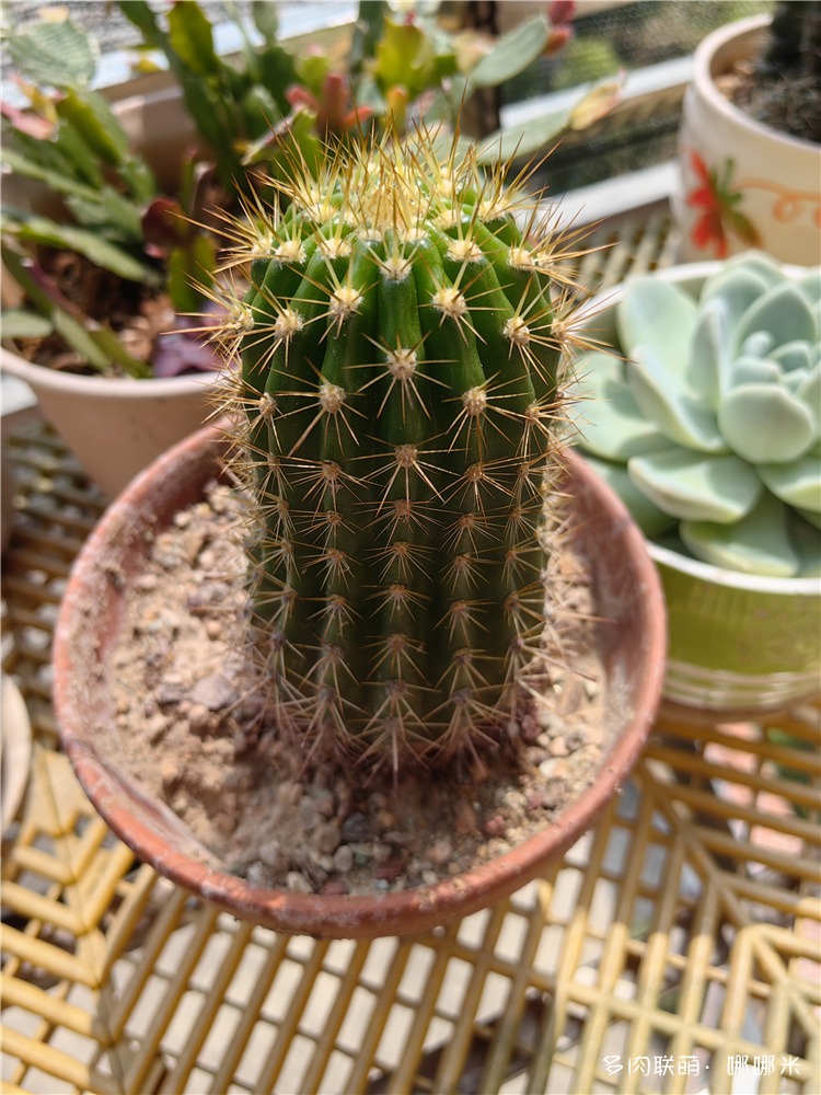 双色荷花