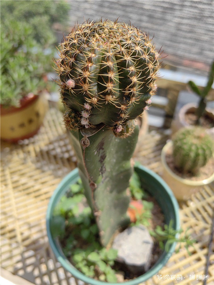 黄金荷花
