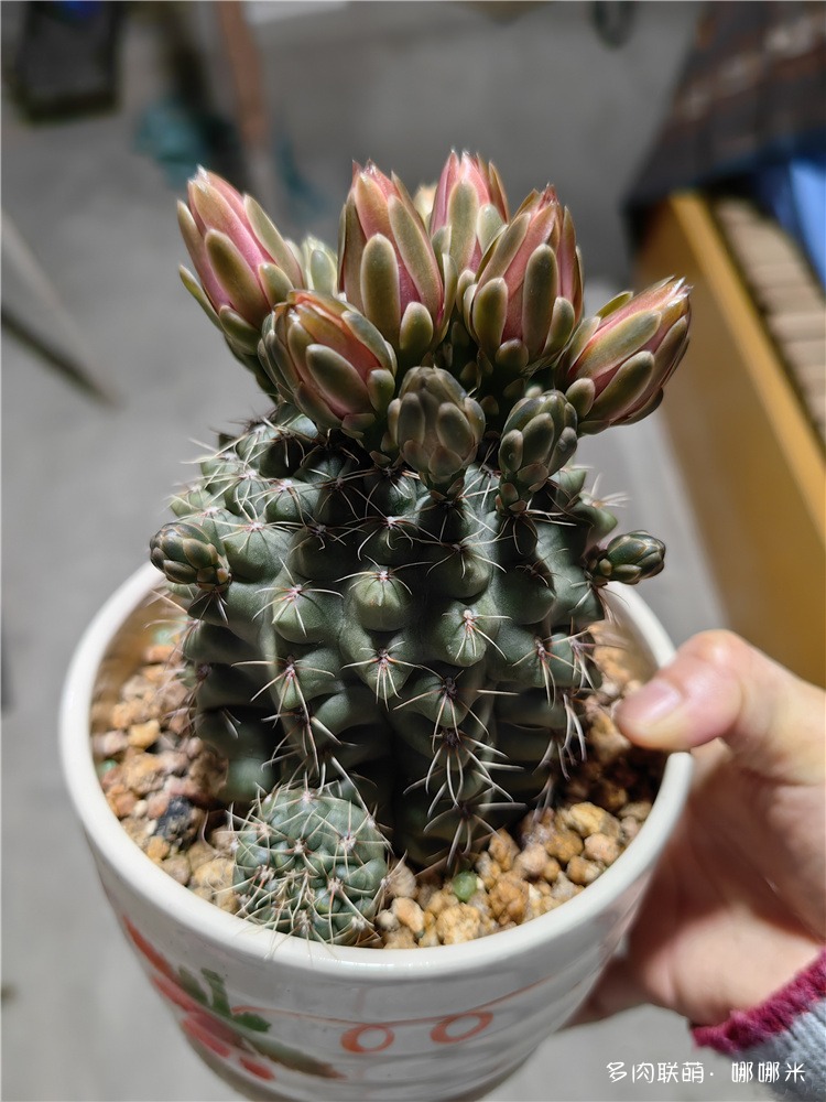 绯花玉