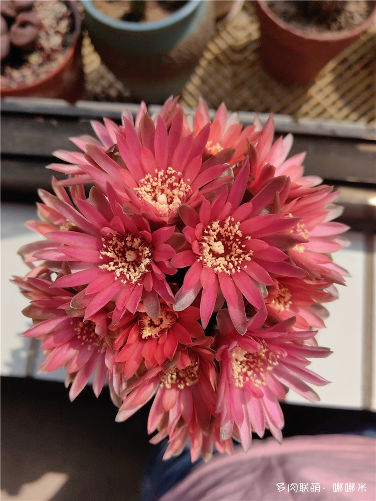绯花玉