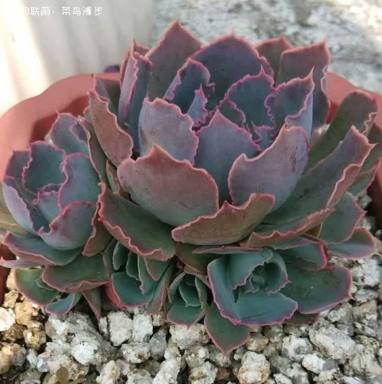 晚霞之舞