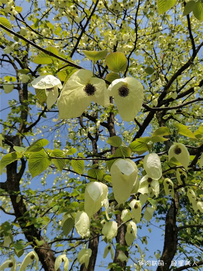 珙桐花，又名鸽子花