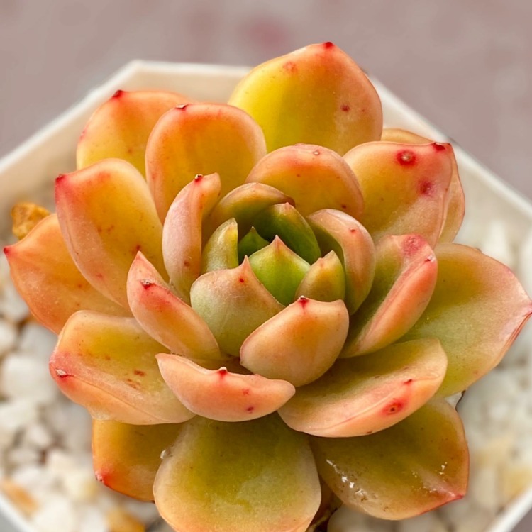 Bob Jolly Variegated'