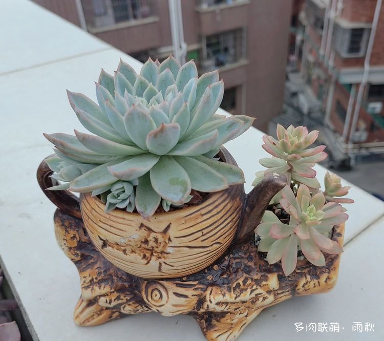 广东，步入夏天的多肉