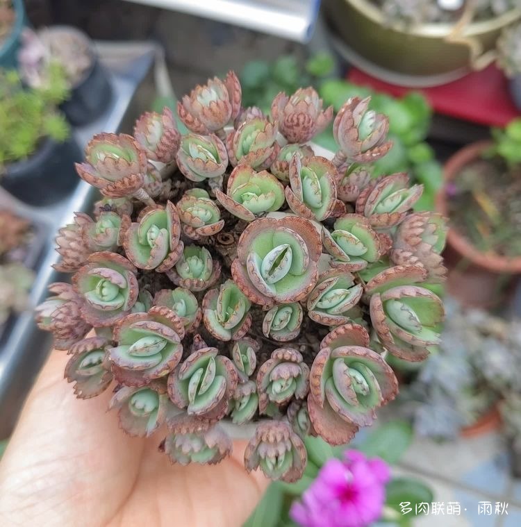 广东，步入夏天的多肉