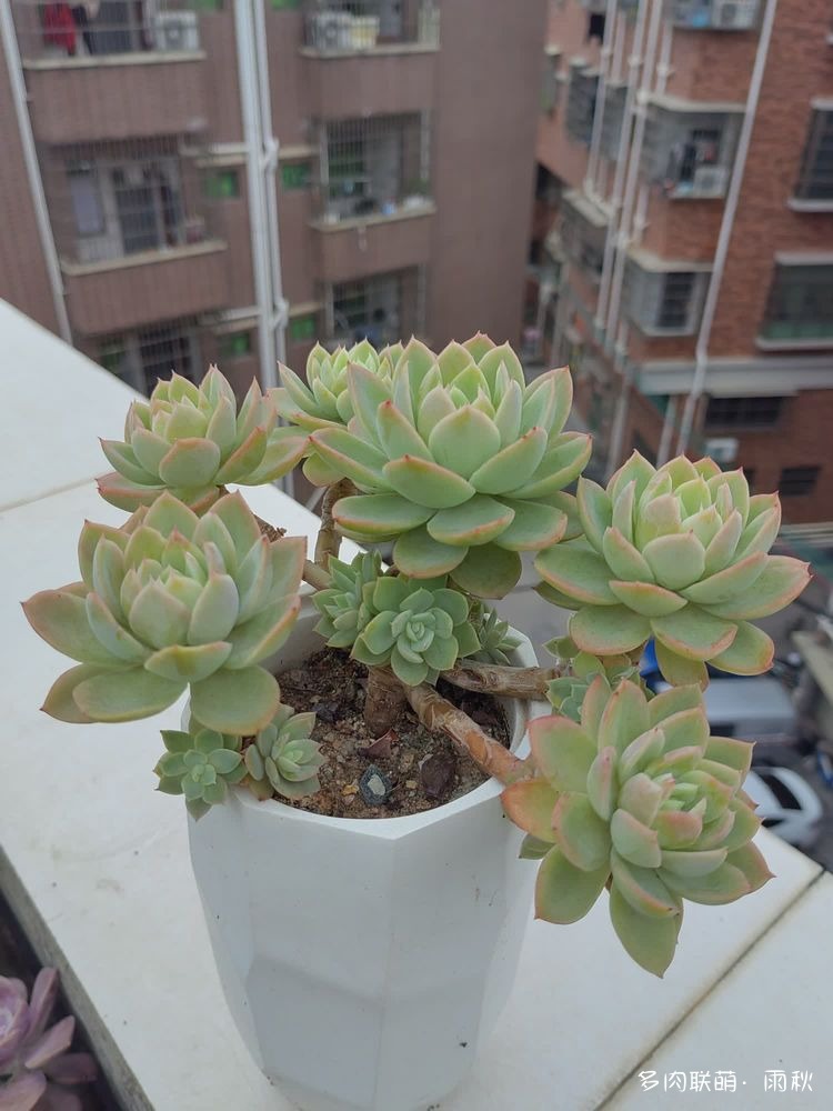 广东，步入夏天的多肉