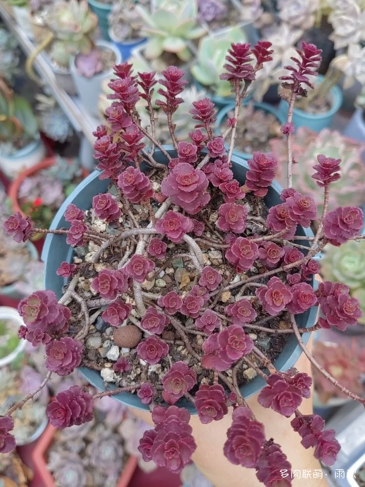 广东，步入夏天的多肉