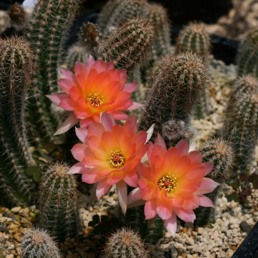 Chamaecereus cv. Perla