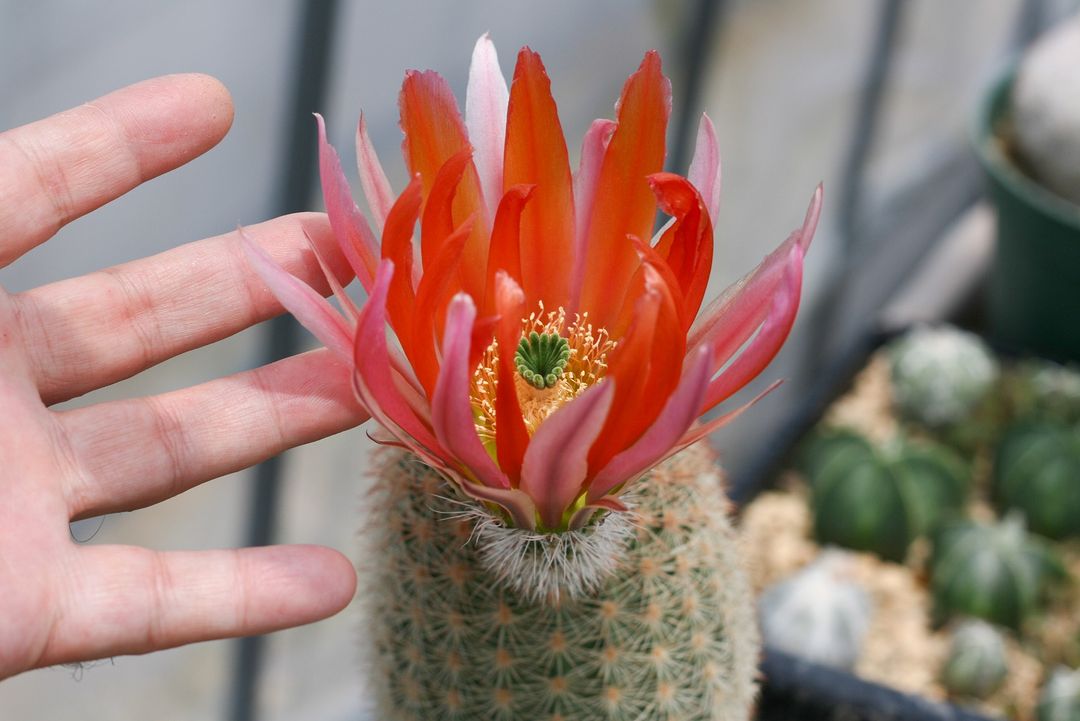 Echinocereus dasyacanthus