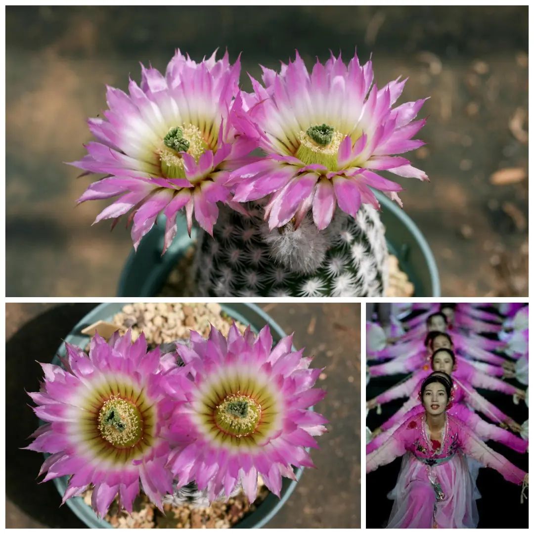 Echinocereus reichenbachii