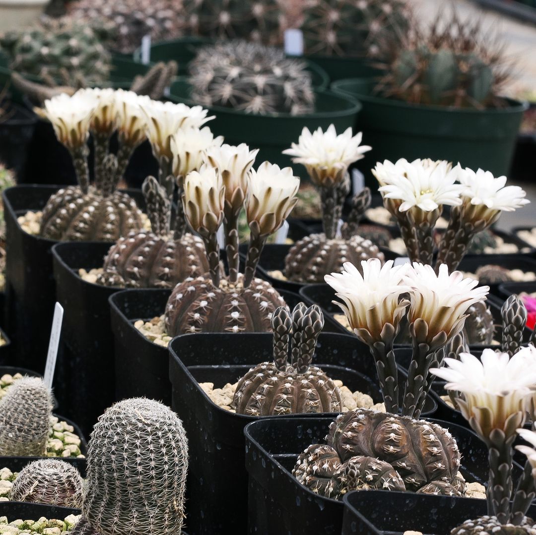 Gymnocalycium ragonesii