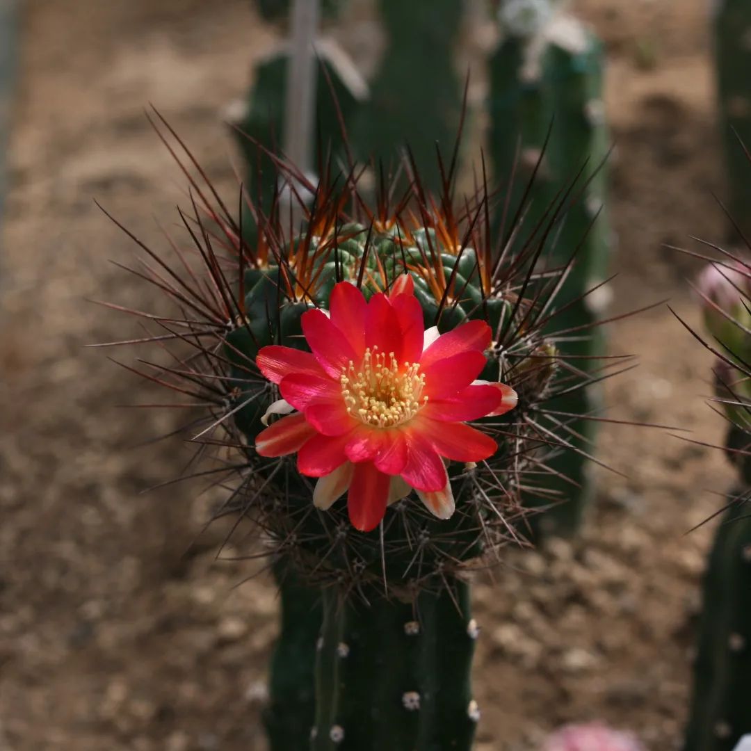 Lobivia hertrichiana