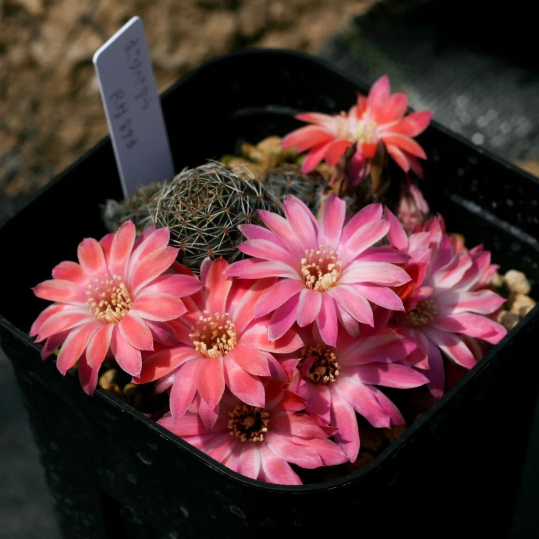 Mediolobivia pygmaea polypetala