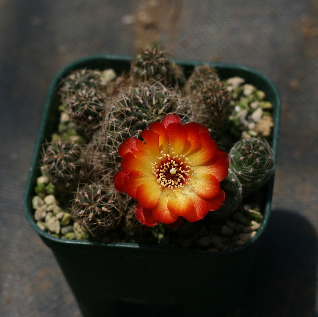 Sulcorebutia pasopayana PHA0175