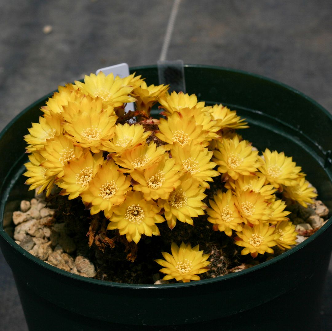 Sulcorebutia pasopayana PHA0175