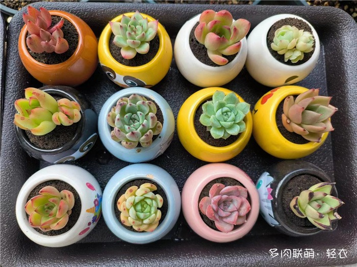 窗外多肉风光