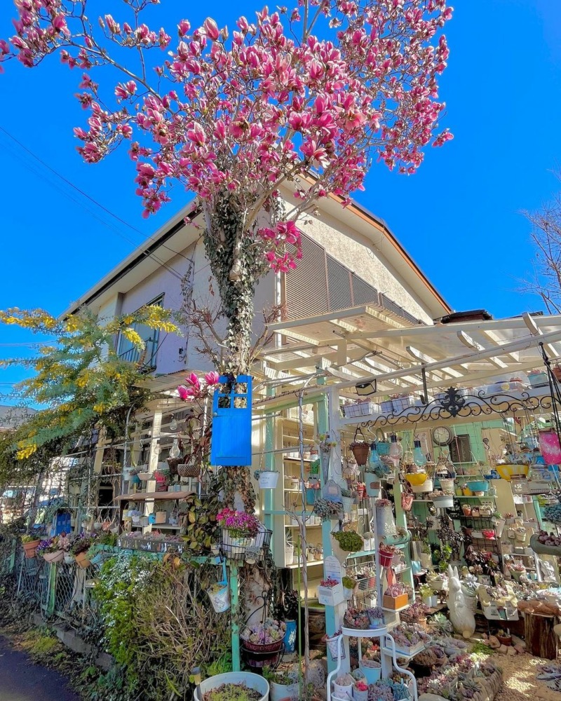 多肉小院