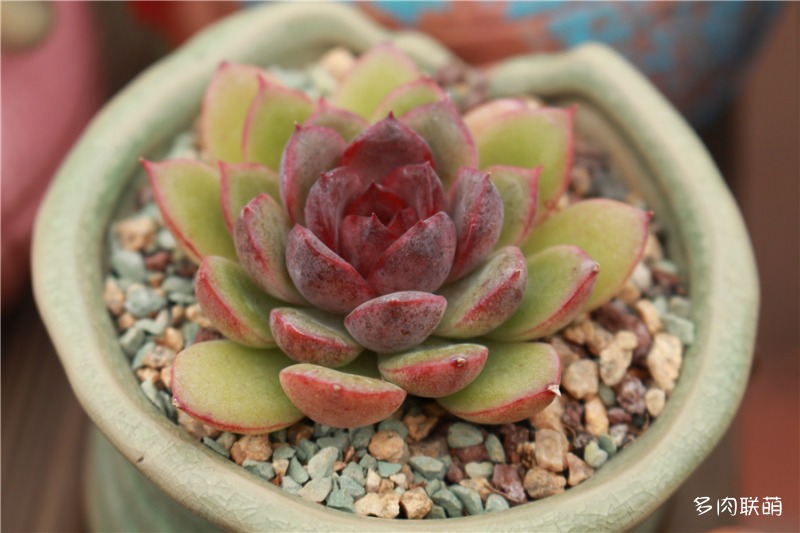 黑水晶玫瑰